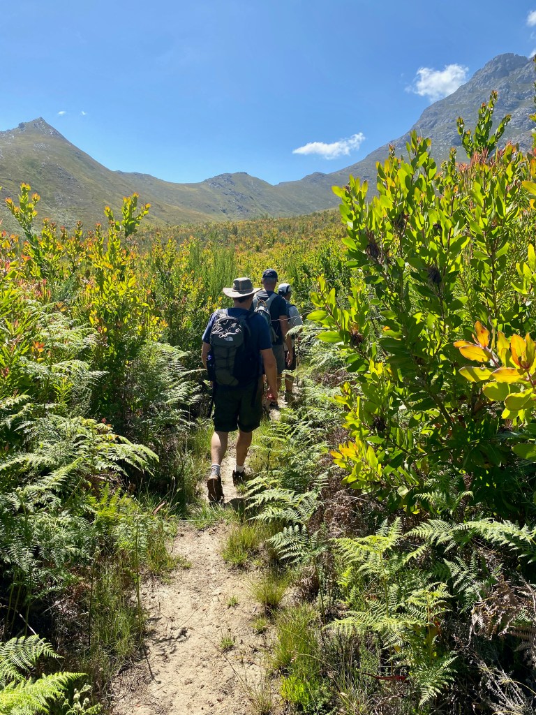 Variety of colours in the fynbos