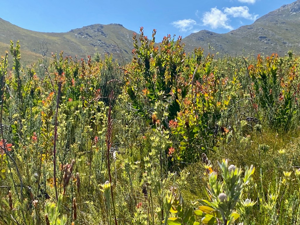 Gorgeous colours of the protea bushes
