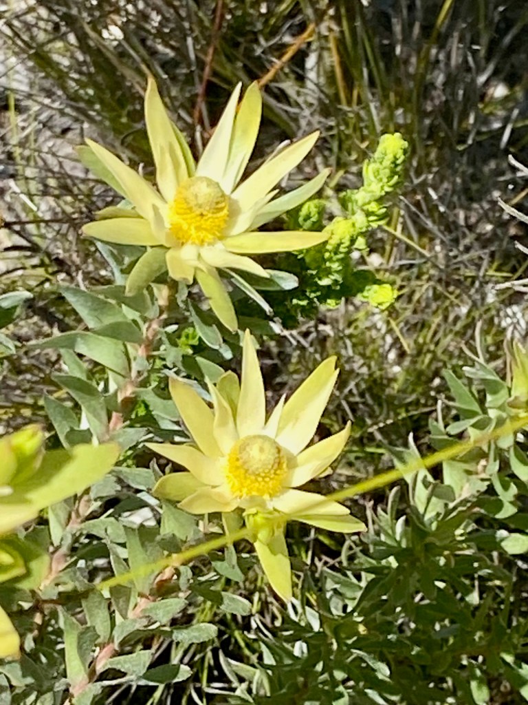 Beautiful yellow flowers