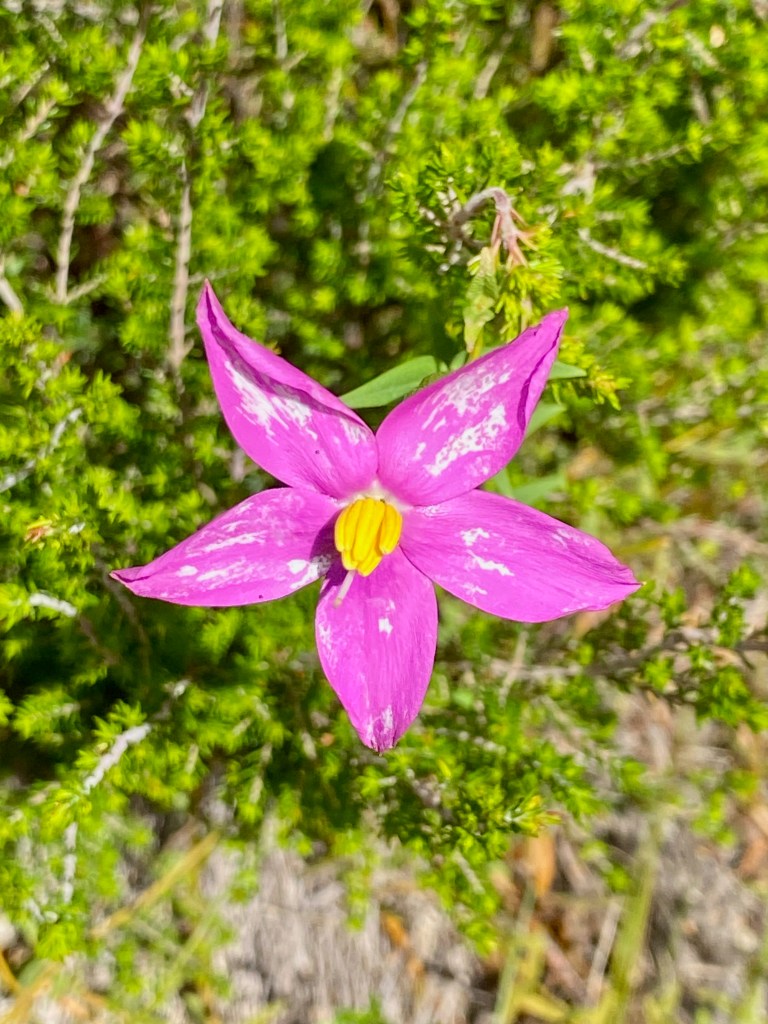 Purple star flower growing in the Outeniqua Mountains