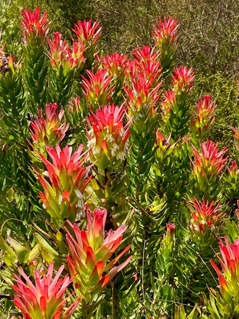 Fiery flora growing inthe Outeniqua Mountains