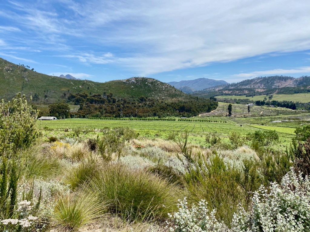 Fynbos and vines growing side-by-side