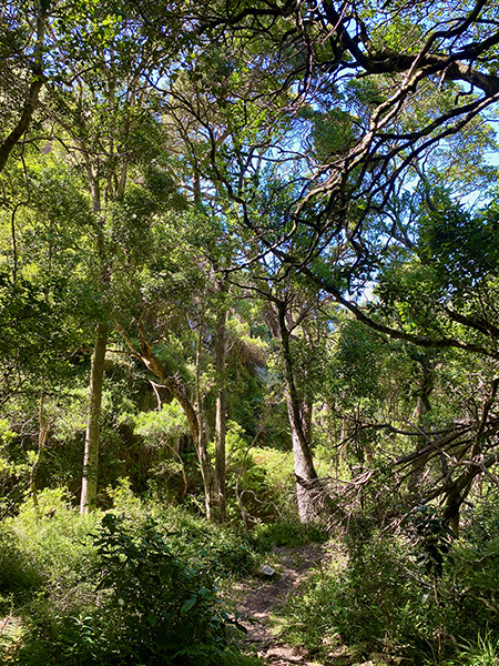 Forest trail in the SANPARKS Garden Route National Park