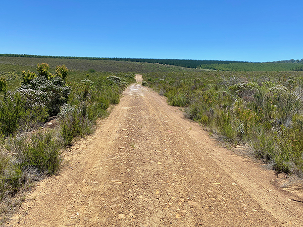 Jeep road on Kranshoek Coastal Trail