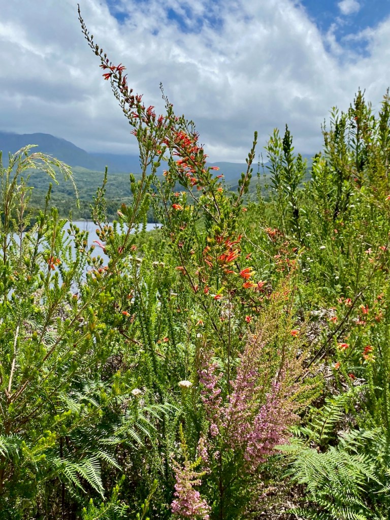 Gorgeous flora at Garden Route Dam