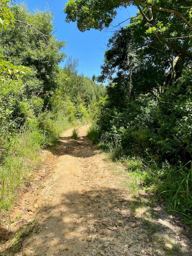 Pepsi Pools forest trail in George