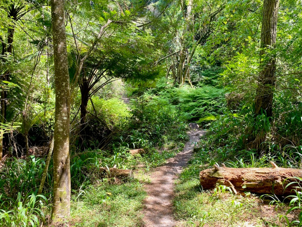 Lush forest of Tierkloofpad trail outside George