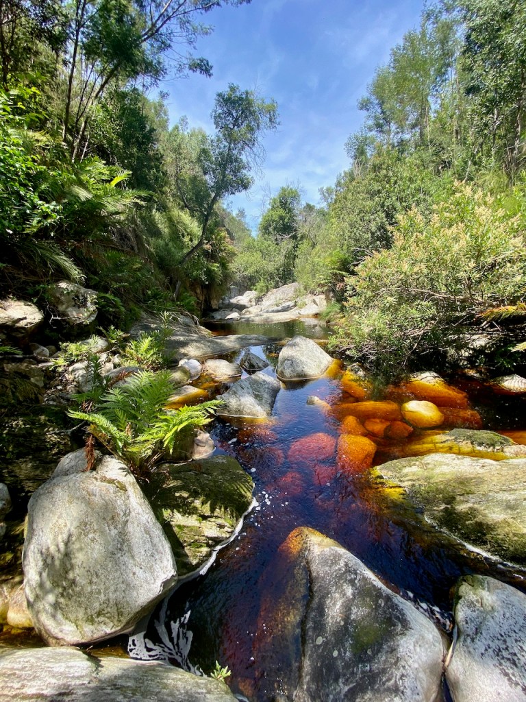 Gorgeous river view in the Outeniqua Nature Reserve