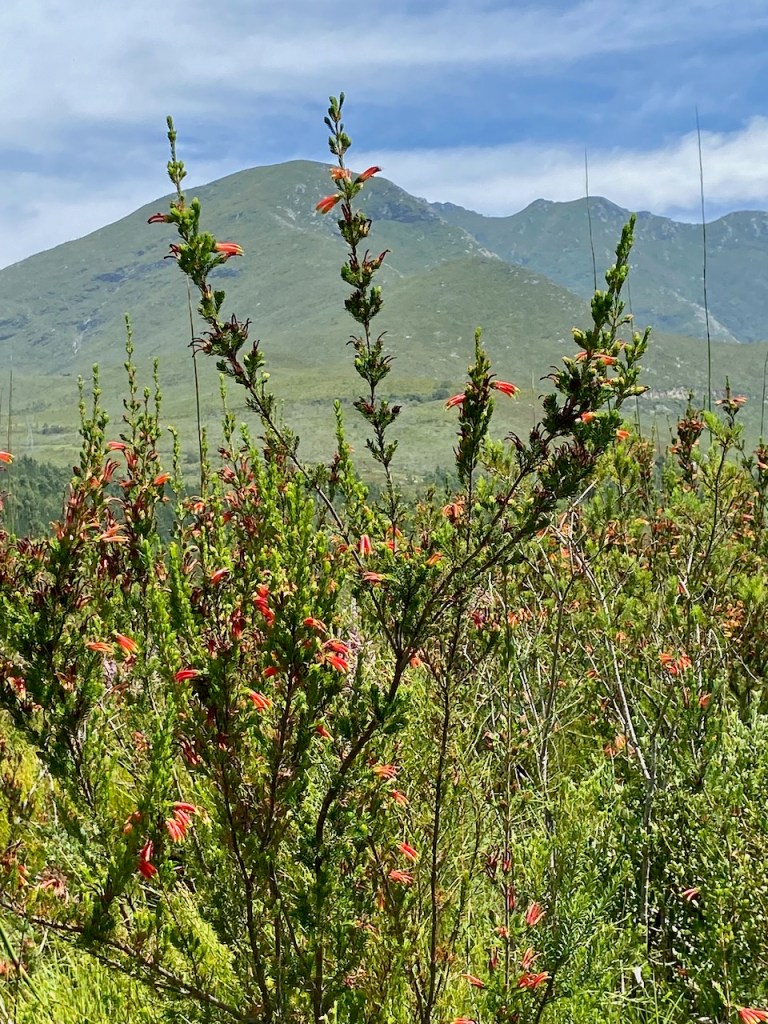 Fynbos in the Outeniqua Mountains