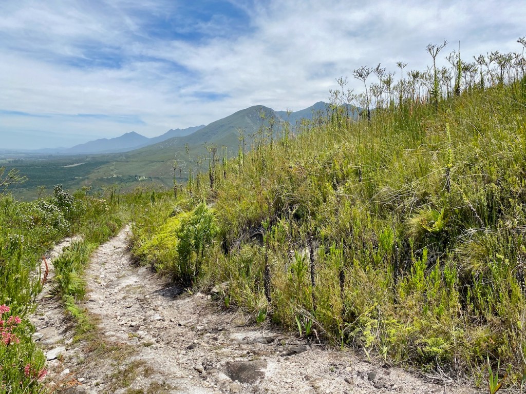 Wonderful hiking trails in Outeniqua Nature Reserve
