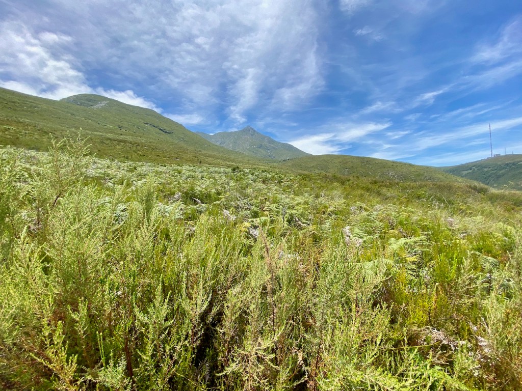 Ferns and Mountains on the Tierkloofpad hiking trail in Outeniqua Nature Reserve