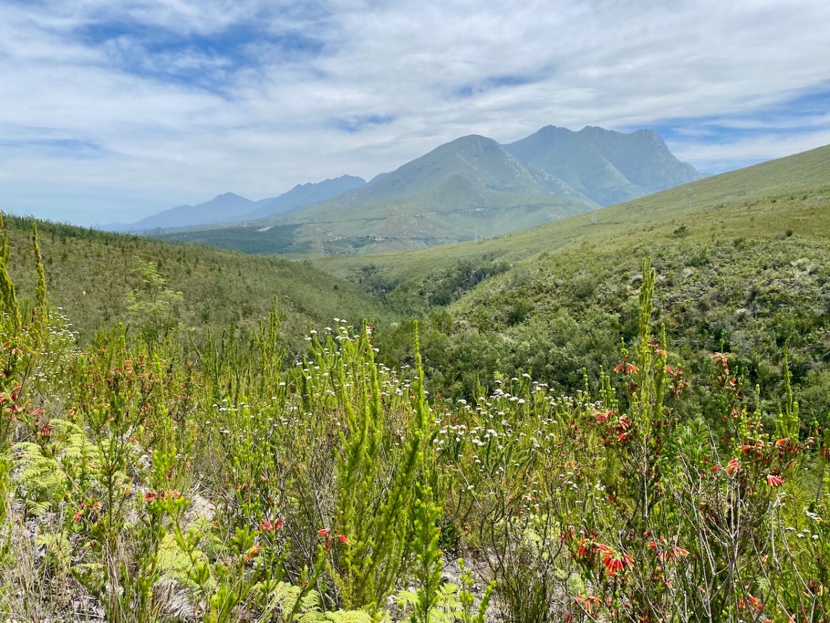 Outeniqua Nature Reserve’s Tierkloofpad&nbsp;trail