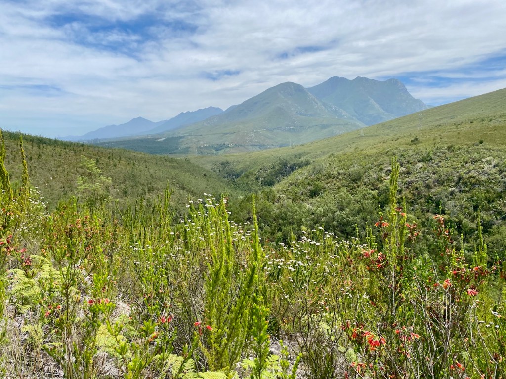 Outeniqua Nature Reserve’s Tierkloofpad&nbsp;trail