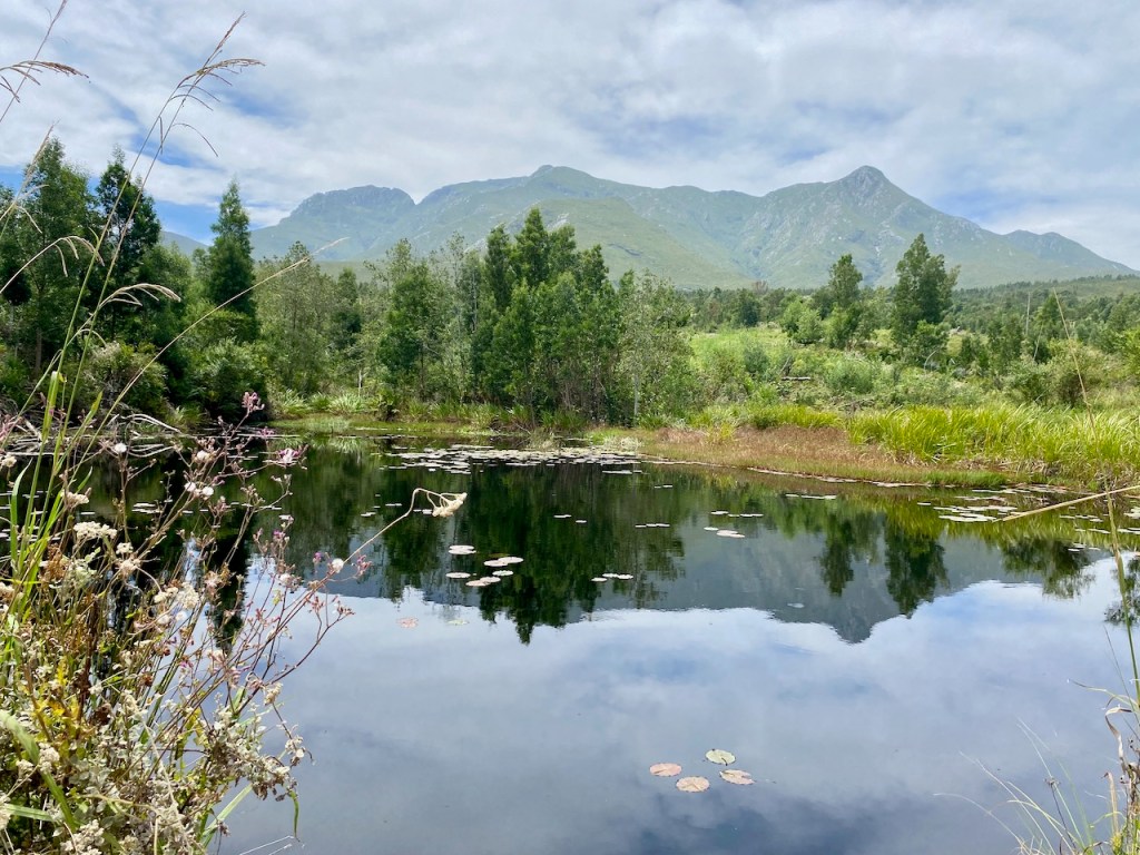 Outeniqua Mountains reflected in the dam
