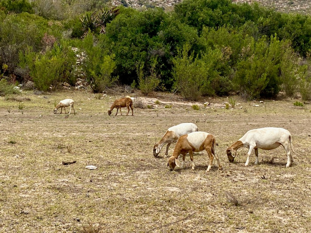 Goats at Breathe Karoo