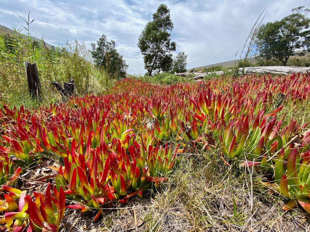 Beautiful colourful succulents