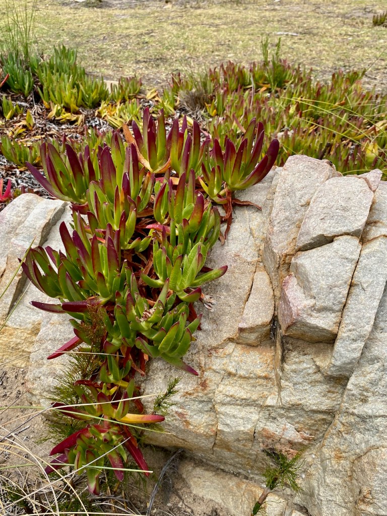 Succulents covering the rocks in the Klein Karoo