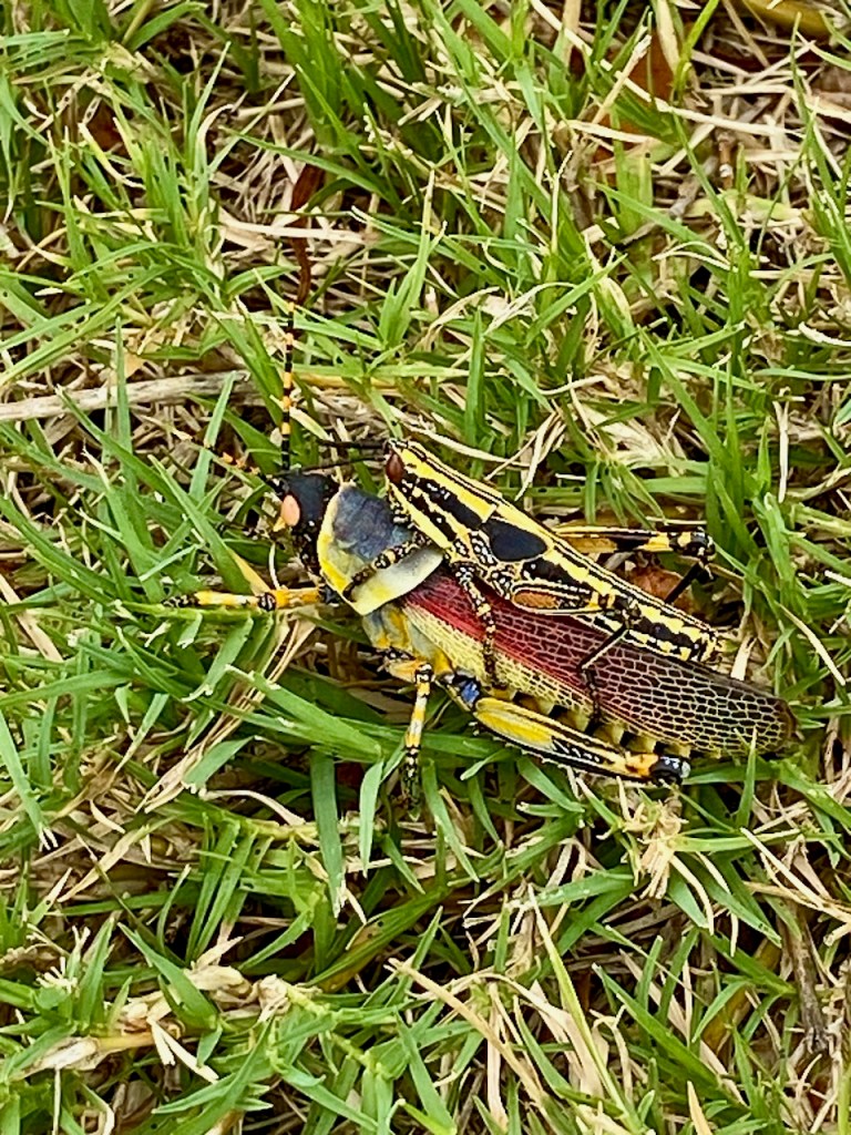 Mating locusts
