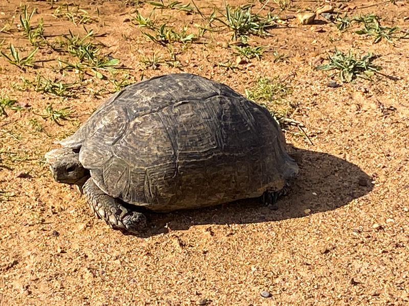 Tortoise roaming near Antije se Pad